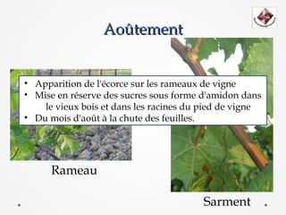 Aoûtement


• Apparition de l'écorce sur les rameaux de vigne
• Mise en réserve des sucres sous forme d'amidon dans
    le vieux bois et dans les racines du pied de vigne
• Du mois d'août à la chute des feuilles.




      Rameau

                                        Sarment
 