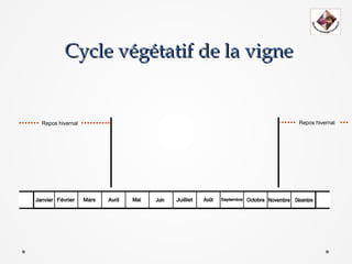 Cycle végétatif de la vigne


Repos hivernal                        Repos hivernal
 