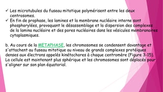  Les microtubules du fuseau mitotique polymérisent entre les deux
centrosomes.
 En fin de prophase, les lamines et la membrane nucléaire interne sont
phosphorylées, provoquant le désassemblage et la dispersion des complexes
de la lamina nucléaire et des pores nucléaires dans les vésicules membranaires
cytoplasmiques.
b. Au cours de la METAPHASE, les chromosomes se condensent davantage et
s'attachent au fuseau mitotique au niveau de grands complexes protéiques
denses aux électrons appelés kinétochores à chaque centromère (Figure 3-15).
La cellule est maintenant plus sphérique et les chromosomes sont déplacés pour
s'aligner sur son plan équatorial.
 