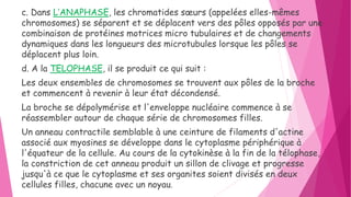 c. Dans L’ANAPHASE, les chromatides sœurs (appelées elles-mêmes
chromosomes) se séparent et se déplacent vers des pôles opposés par une
combinaison de protéines motrices micro tubulaires et de changements
dynamiques dans les longueurs des microtubules lorsque les pôles se
déplacent plus loin.
d. A la TELOPHASE, il se produit ce qui suit :
Les deux ensembles de chromosomes se trouvent aux pôles de la broche
et commencent à revenir à leur état décondensé.
La broche se dépolymérise et l'enveloppe nucléaire commence à se
réassembler autour de chaque série de chromosomes filles.
Un anneau contractile semblable à une ceinture de filaments d'actine
associé aux myosines se développe dans le cytoplasme périphérique à
l'équateur de la cellule. Au cours de la cytokinèse à la fin de la télophase,
la constriction de cet anneau produit un sillon de clivage et progresse
jusqu'à ce que le cytoplasme et ses organites soient divisés en deux
cellules filles, chacune avec un noyau.
 