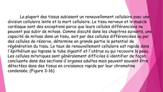 La plupart des tissus subissent un renouvellement cellulaire avec une
division cellulaire lente et la mort cellulaire. Le tissu nerveux et le muscle
cardiaque sont des exceptions parce que leurs cellules différenciées ne
peuvent pas subir de mitose. Comme discuté dans les chapitres suivants, une
capacité de mitose dans un tissu, soit par des cellules différenciées ou par
des cellules de réserve, détermine en grande partie le potentiel de
régénération du tissu. Le taux de renouvellement cellulaire est rapide dans
l'épithélium qui tapisse le tube digestif et l'utérus ou qui recouvre la peau.
Les cellules mitotiques sont généralement difficiles à identifier de façon
concluante dans des sections d'organes adultes mais peuvent souvent être
détectées dans des tissus en croissance rapide par leur chromatine
condensée. (Figure 3-16)
 