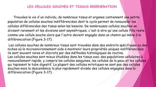 Trouvées la vie d'un individu, de nombreux tissus et organes contiennent une petite
population de cellules souches indifférenciées dont le cycle permet de renouveler les
cellules différenciées des tissus selon les besoins. De nombreuses cellules souches se
divisent rarement et les divisions sont asymétriques; c'est-à-dire qu'une cellule fille reste
comme une cellule souche alors que l'autre devient engagée dans un chemin qui mène à la
différenciation (Figure 3-17).
Les cellules souches de nombreux tissus sont trouvées dans des endroits spécifiques ou des
niches où le microenvironnement aide à maintenir leurs propriétés uniques indifférenciées;
ils sont souvent rares et discrets par des méthodes histologiques de routine.
Les cellules souches sont mieux étudiées dans les tissus avec des populations cellulaires à
renouvellement rapide, y compris les cellules sanguines, les cellules de la peau et les cellules
qui tapissent le tube digestif. La plupart des cellules mitotiques ne sont pas des cellules
souches mais la descendance la plus rapidement divisée des cellules engagées dans la
différenciation (Figure 3-17).
LES CELLULES SOUCHES ET TISSUS REGENERATION
 