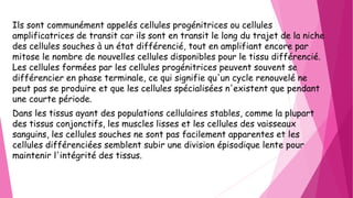 Ils sont communément appelés cellules progénitrices ou cellules
amplificatrices de transit car ils sont en transit le long du trajet de la niche
des cellules souches à un état différencié, tout en amplifiant encore par
mitose le nombre de nouvelles cellules disponibles pour le tissu différencié.
Les cellules formées par les cellules progénitrices peuvent souvent se
différencier en phase terminale, ce qui signifie qu'un cycle renouvelé ne
peut pas se produire et que les cellules spécialisées n'existent que pendant
une courte période.
Dans les tissus ayant des populations cellulaires stables, comme la plupart
des tissus conjonctifs, les muscles lisses et les cellules des vaisseaux
sanguins, les cellules souches ne sont pas facilement apparentes et les
cellules différenciées semblent subir une division épisodique lente pour
maintenir l'intégrité des tissus.
 