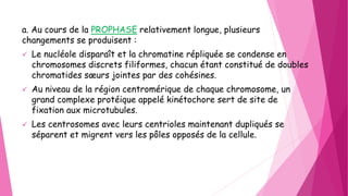 a. Au cours de la PROPHASE relativement longue, plusieurs
changements se produisent :
 Le nucléole disparaît et la chromatine répliquée se condense en
chromosomes discrets filiformes, chacun étant constitué de doubles
chromatides sœurs jointes par des cohésines.
 Au niveau de la région centromérique de chaque chromosome, un
grand complexe protéique appelé kinétochore sert de site de
fixation aux microtubules.
 Les centrosomes avec leurs centrioles maintenant dupliqués se
séparent et migrent vers les pôles opposés de la cellule.
 