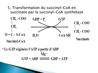 5. Transformation du succinyl-CoA en succinate par la succinyl-CoA synthétase 