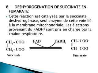 6.–- DESHYDROGENATION DE SUCCINATE EN FUMARATE:Cette réaction est catalysée par la succinatedeshydrogènase, seul enzyme de cette voie lié à la membrane mitochondriale. Les électrons provenant du FADH2 sont pris en charge par la chaîne respiratoire.