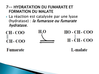 7–- HYDRATATION DU FUMARATE ET FORMATION DU MALATELa réaction est catalysée par une lyase (hydratase) : la fumarase ou fumarate hydratase.