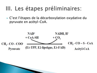 C’est l’étapes de la décarboxylation oxydative du pyruvate en acétyl-CoA. Les étapes préliminaires: