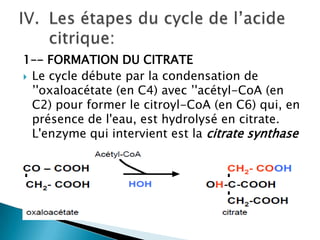 1–- FORMATION DU CITRATELe cycle débute par la condensation de ’'oxaloacétate (en C4) avec ’'acétyl-CoA (en C2) pour former le citroyl-CoA (en C6) qui, en présence de l'eau, est hydrolysé en citrate. L'enzyme qui intervient est la citrate synthaseLes étapes du cycle de l’acide citrique: