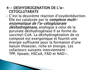 4–- DESHYDROGENATION DE L’α-CETOGLUTARATEC’est la deuxième réaction d’oxydoréduction. Elle est catalysée par le complexe multi-enzymatiquede l‘α-cétoglutaratedéshydrogénase, analogue à celui de la pyruvate déshydrogénase Il se forme du succinyl-CoA. La déshydrogénation de ce composé est exergonique et fournit une énergie suffisante pour la formation d’une liaison thioester, riche en énergie. Les cofacteurs suivants interviennent : TPP, lipoate, HSCoA, FAD et NAD+.