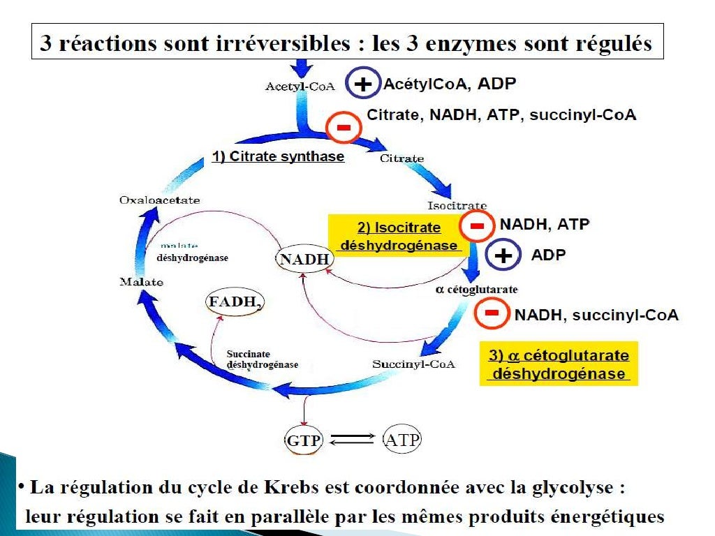 Cycle De Krebs