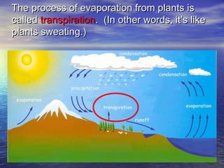 The process of evaporation from plants isThe process of evaporation from plants is
calledcalled transpirationtranspiration. (In other words, it’s like. (In other words, it’s like
plants sweating.)plants sweating.)
 