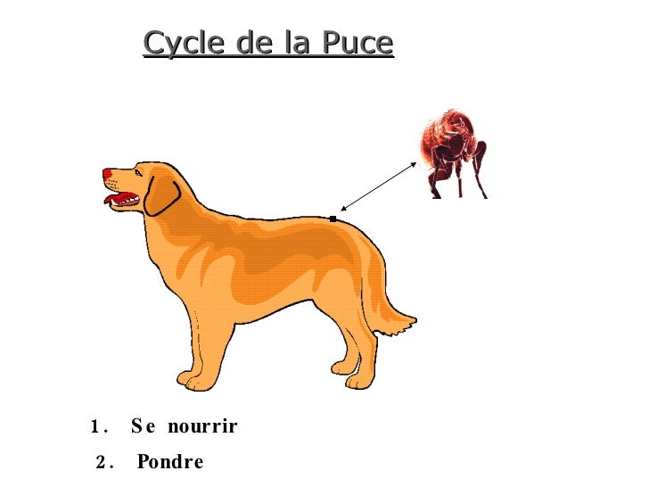 Comment Se Reproduire Une Puce – EBJS