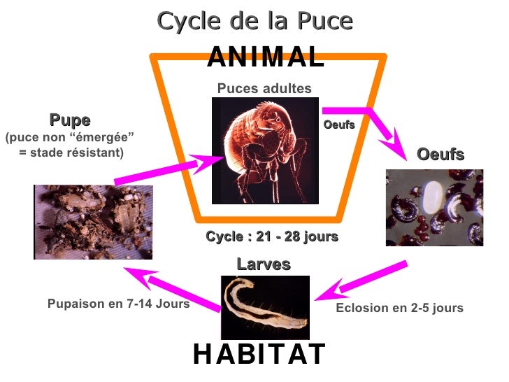 Stade Pupe Chez Les Puces : Cycle de vie de la puce – UFOVGA