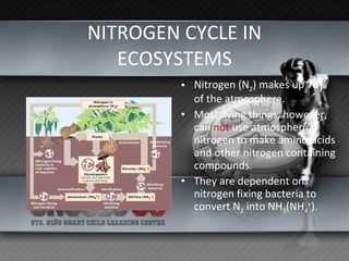 Nutrient Cycles Biology Diagrams