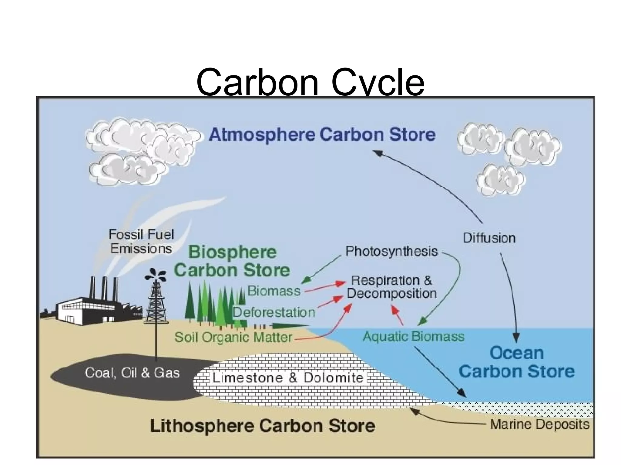 Carbon Cycle 