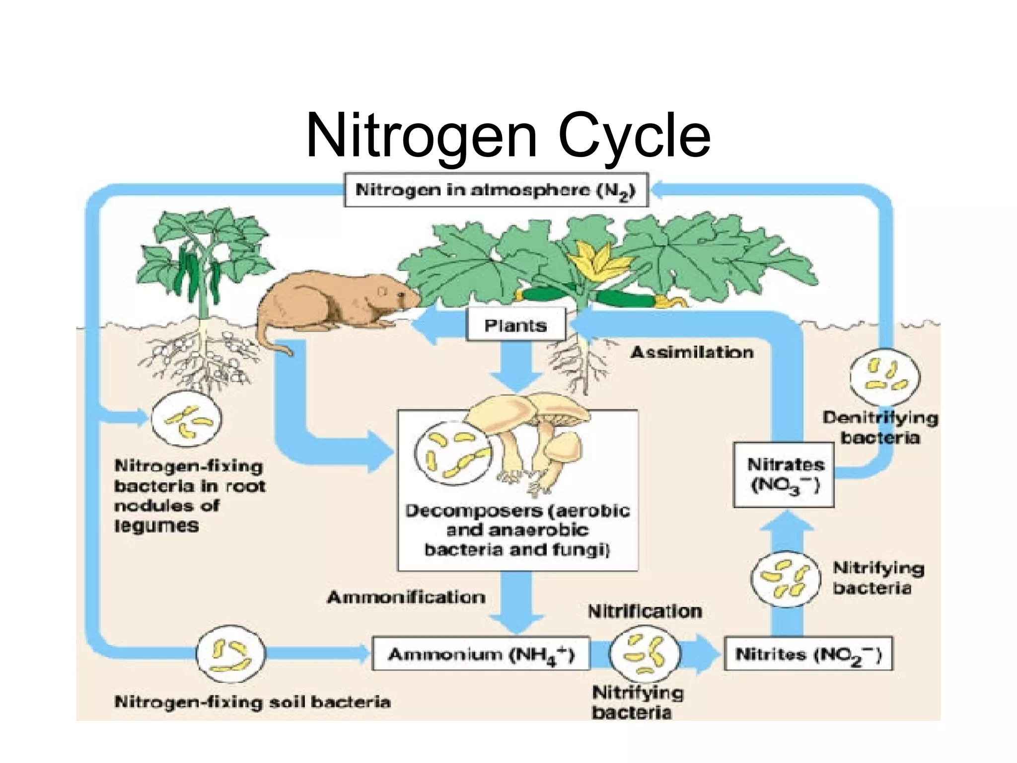 Nitrogen Cycle 