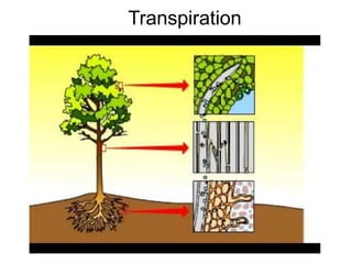 Transpiration
 