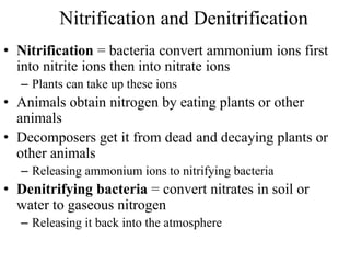 Nitrification and Denitrification
• Nitrification = bacteria convert ammonium ions first
into nitrite ions then into nitrate ions
– Plants can take up these ions
• Animals obtain nitrogen by eating plants or other
animals
• Decomposers get it from dead and decaying plants or
other animals
– Releasing ammonium ions to nitrifying bacteria
• Denitrifying bacteria = convert nitrates in soil or
water to gaseous nitrogen
– Releasing it back into the atmosphere
 