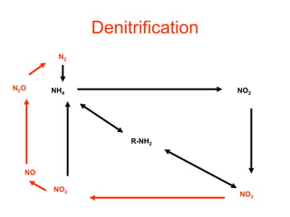 Denitrification
R-NH2
NH4 NO2
NO3
NO2
NO
N2O
N2
 