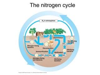 The nitrogen cycle
 