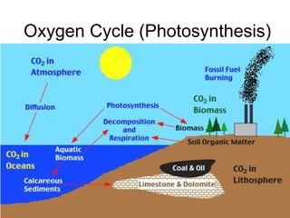 Oxygen Cycle (Photosynthesis)
 
