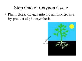 Step One of Oxygen Cycle
• Plant release oxygen into the atmosphere as a
by-product of photosynthesis.
oxygen
 