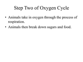 Step Two of Oxygen Cycle
• Animals take in oxygen through the process of
respiration.
• Animals then break down sugars and food.
 