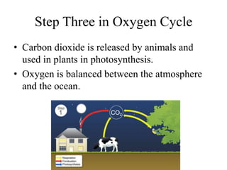 Step Three in Oxygen Cycle
• Carbon dioxide is released by animals and
used in plants in photosynthesis.
• Oxygen is balanced between the atmosphere
and the ocean.
 