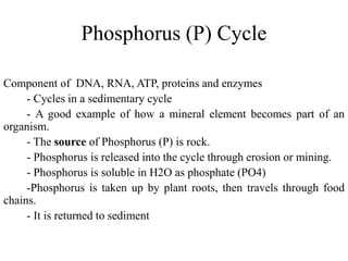 Phosphorus (P) Cycle
Component of DNA, RNA, ATP, proteins and enzymes
- Cycles in a sedimentary cycle
- A good example of how a mineral element becomes part of an
organism.
- The source of Phosphorus (P) is rock.
- Phosphorus is released into the cycle through erosion or mining.
- Phosphorus is soluble in H2O as phosphate (PO4)
-Phosphorus is taken up by plant roots, then travels through food
chains.
- It is returned to sediment
 