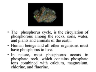 • The phosphorus cycle, is the circulation of
phosphorous among the rocks, soils, water,
and plants and animals of the earth.
• Human beings and all other organisms must
have phosphorus to live.
• In nature, most phosphorus occurs in
phosphate rock, which contains phosphate
ions combined with calcium, magnesium,
chlorine, and fluorine.
 