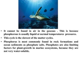 • It cannot be found in air in the gaseous . This is because
phosphorous is usually liquid at normal temperatures pressures.
• This cycle is the slowest of the matter cycles.
• Phosphorus is most commonly found in rock formations and
ocean sediments as phosphate salts. Phosphates are also limiting
factors for plant-growth in marine ecosystems, because they are
not very water-soluble.
 
