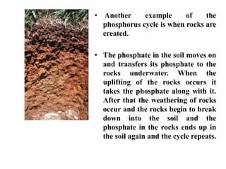 • Another example of the
phosphorus cycle is when rocks are
created.
• The phosphate in the soil moves on
and transfers its phosphate to the
rocks underwater. When the
uplifting of the rocks occurs it
takes the phosphate along with it.
After that the weathering of rocks
occur and the rocks begin to break
down into the soil and the
phosphate in the rocks ends up in
the soil again and the cycle repeats.
 