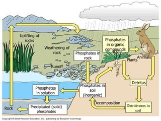 Uplifting of
rocks
Weathering of
rock
Runoff
Phosphates in
rock
Phosphates in
soil
(inorganic)
Phosphates
in solution
Precipitated (solid)
phosphates
Rock
Decomposition
Phosphates
in organic
compounds
Plants
Animals
Detritus
Detritivores in
soil
 