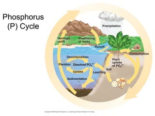 Phosphorus
(P) Cycle
 