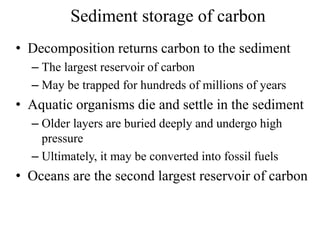 Sediment storage of carbon
• Decomposition returns carbon to the sediment
– The largest reservoir of carbon
– May be trapped for hundreds of millions of years
• Aquatic organisms die and settle in the sediment
– Older layers are buried deeply and undergo high
pressure
– Ultimately, it may be converted into fossil fuels
• Oceans are the second largest reservoir of carbon
 
