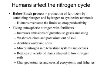 Humans affect the nitrogen cycle
• Haber-Bosch process = production of fertilizers by
combining nitrogen and hydrogen to synthesize ammonia
– Humans overcame the limits on crop productivity
• Fixing atmospheric nitrogen with fertilizers
– Increases emissions of greenhouse gases and smog
– Washes calcium and potassium out of soil
– Acidifies water and soils
– Moves nitrogen into terrestrial systems and oceans
– Reduces diversity of plants adapted to low-nitrogen
soils
– Changed estuaries and coastal ecosystems and fisheries
 