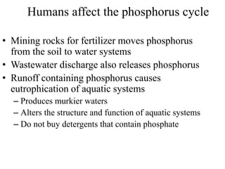 Humans affect the phosphorus cycle
• Mining rocks for fertilizer moves phosphorus
from the soil to water systems
• Wastewater discharge also releases phosphorus
• Runoff containing phosphorus causes
eutrophication of aquatic systems
– Produces murkier waters
– Alters the structure and function of aquatic systems
– Do not buy detergents that contain phosphate
 
