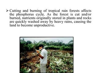  Cutting and burning of tropical rain forests affects
the phosphorus cycle. As the forest is cut and/or
burned, nutrients originally stored in plants and rocks
are quickly washed away by heavy rains, causing the
land to become unproductive.
 