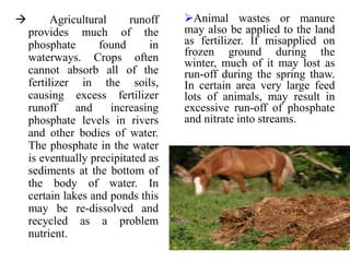  Agricultural runoff
provides much of the
phosphate found in
waterways. Crops often
cannot absorb all of the
fertilizer in the soils,
causing excess fertilizer
runoff and increasing
phosphate levels in rivers
and other bodies of water.
The phosphate in the water
is eventually precipitated as
sediments at the bottom of
the body of water. In
certain lakes and ponds this
may be re-dissolved and
recycled as a problem
nutrient.
Animal wastes or manure
may also be applied to the land
as fertilizer. If misapplied on
frozen ground during the
winter, much of it may lost as
run-off during the spring thaw.
In certain area very large feed
lots of animals, may result in
excessive run-off of phosphate
and nitrate into streams.
 