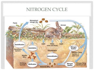 • During denitrification, nitrate,
NO3, is changed to nitrogen
gas, N2, which returns to the
atmosphere.
NITROGEN CYCLE
 