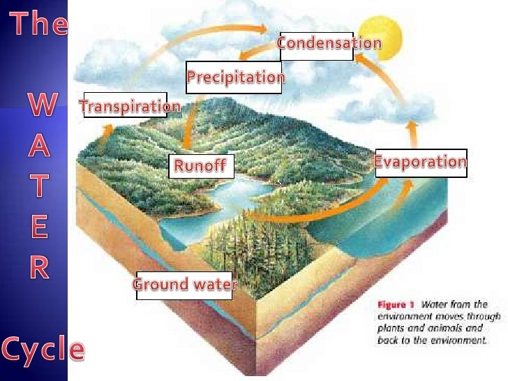 Cycles in an ecosystem