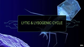LYTIC & LYSOGENIC CYCLE
 