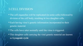 3.CELL DIVISION
• The cell organelles will be replicated (in some cells) followed by
division of the cell body, resulting in two daughter cells.
• Each having virus’s genetic information incorporated to their
genetic material.
• The cells have utter normally until the virus is triggered.
• This daughter cells carrying the viral genetic material are known
as Lysogenic cycle
 
