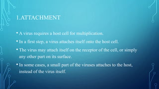 1.ATTACHMENT
• A virus requires a host cell for multiplication.
• In a first step, a virus attaches itself onto the host cell.
• The virus may attach itself on the receptor of the cell, or simply
any other part on its surface.
• In some cases, a small part of the viruses attaches to the host,
instead of the virus itself.
 