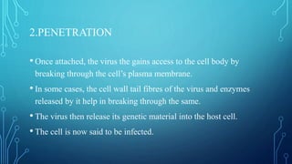 2.PENETRATION
• Once attached, the virus the gains access to the cell body by
breaking through the cell’s plasma membrane.
• In some cases, the cell wall tail fibres of the virus and enzymes
released by it help in breaking through the same.
• The virus then release its genetic material into the host cell.
• The cell is now said to be infected.
 