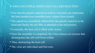 4.VIRUS MULTIPLICATION AND CELL DESTRUCTION
• Now that the genetic material as well as viral parts are replicated,
the host metabolism assembles new viruses from scratch.
• The capsid are assembled, followed by the genetic material in the
head and finally the tail fibre is attached to the end portion.
• Eventually, the host cell is filled with viruses.
• Once the assembly is completed, the virus releases an enzyme that
disintegrates the cell wall from within.
• Thus, destructing the host cell.
• The virus are individual and free now.
 