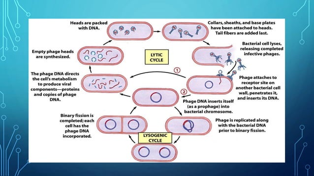Lytischer Und Lysogener Zyklus Lytic & Lysogenic Cycle | PPT