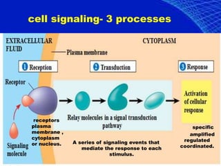 Cyclic amp | PPT