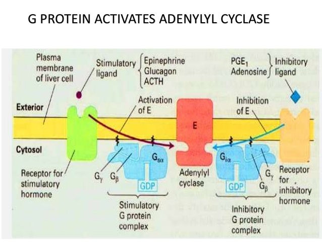 cyclic amp often causes activation of